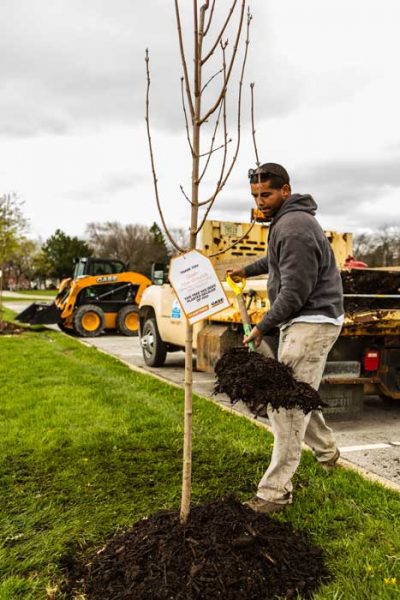 Case Plants 30 Trees For #CASETrees Campaign