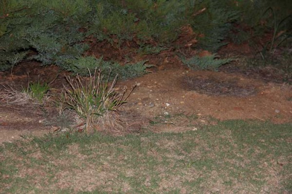 California Targets Lawns