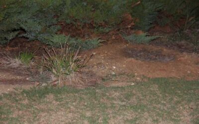 California Targets Lawns